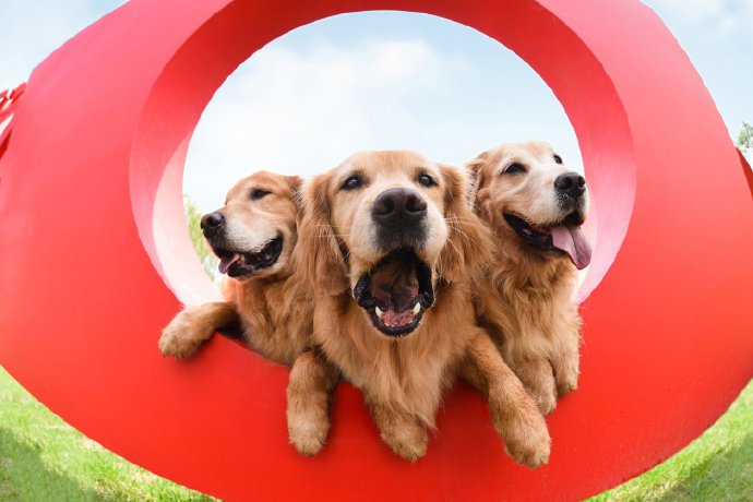 点击大图看下一张：重要的狗狗养三只 家里才会温馨