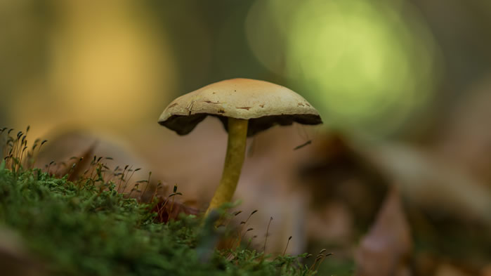 点击大图看下一张：一组野生蘑菇高清图片欣赏