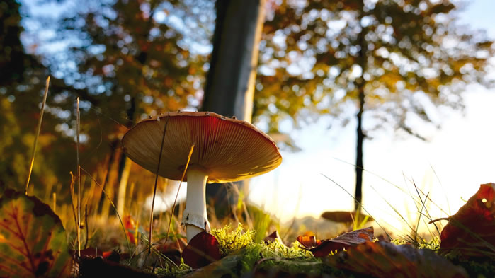 点击大图看下一张：一组野生蘑菇高清图片欣赏