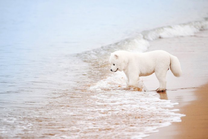 点击大图看下一张：一只长得像北极熊的小狗狗