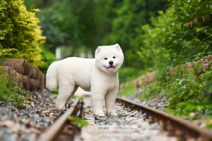 点击大图看下一张：一只长得像北极熊的小狗狗