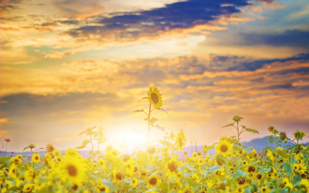 点击大图看下一张：漂亮的向日葵唯美高清图片欣赏
