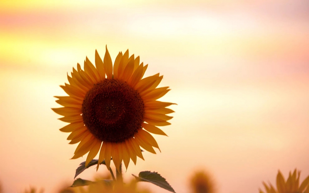点击大图看下一张：漂亮的向日葵唯美高清图片欣赏