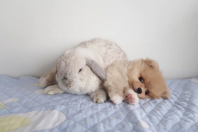 点击大图看下一张：兔兔和小狗狗的快乐生活