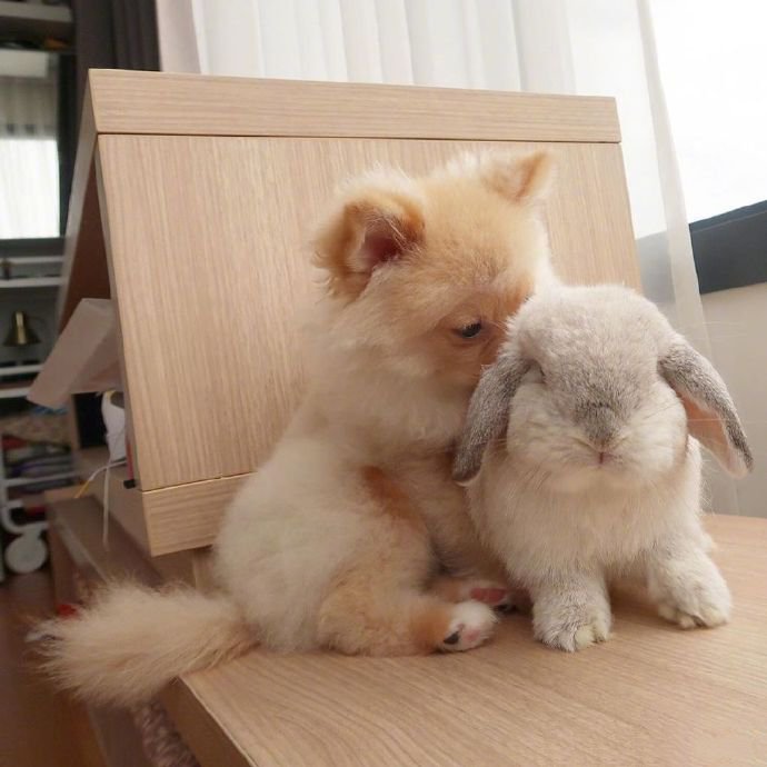 点击大图看下一张：兔兔和小狗狗的快乐生活