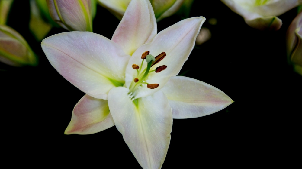 点击大图看下一张：百合花花语唯美高清图片欣赏