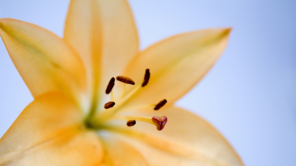 点击大图看下一张：百合花花语唯美高清图片欣赏