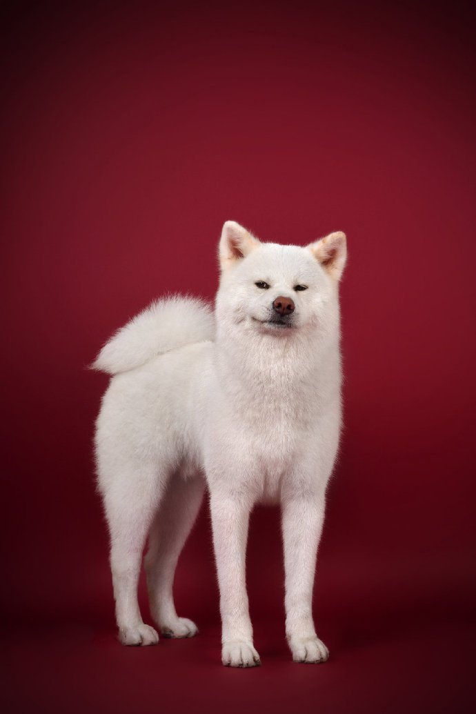 点击大图看下一张：一组帅帅的白色的秋田犬 图片欣赏