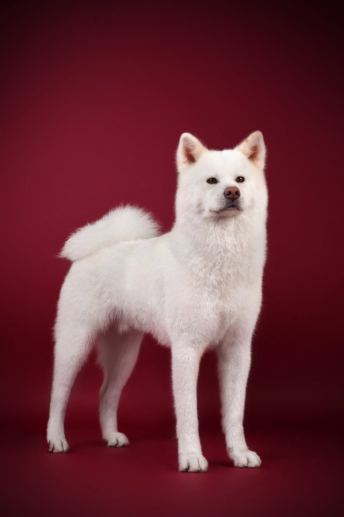 点击大图看下一张：一组帅帅的白色的秋田犬 图片欣赏