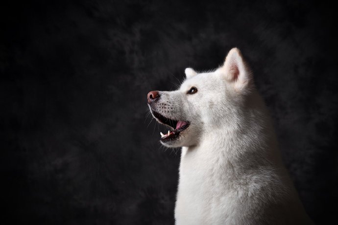 点击大图看下一张：一组帅帅的白色的秋田犬 图片欣赏