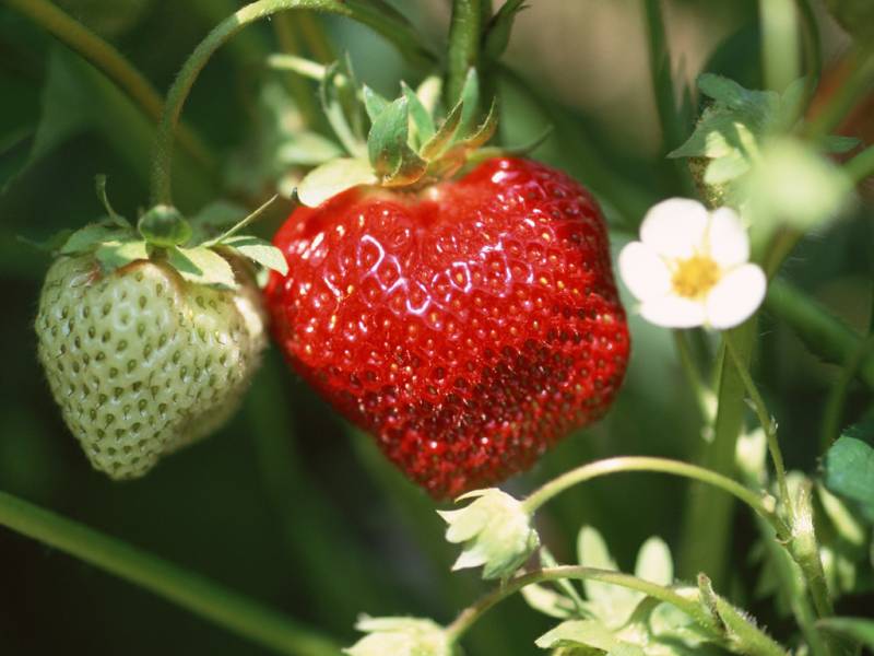 点击大图看下一张：超诱人红彤彤的草莓图片欣赏