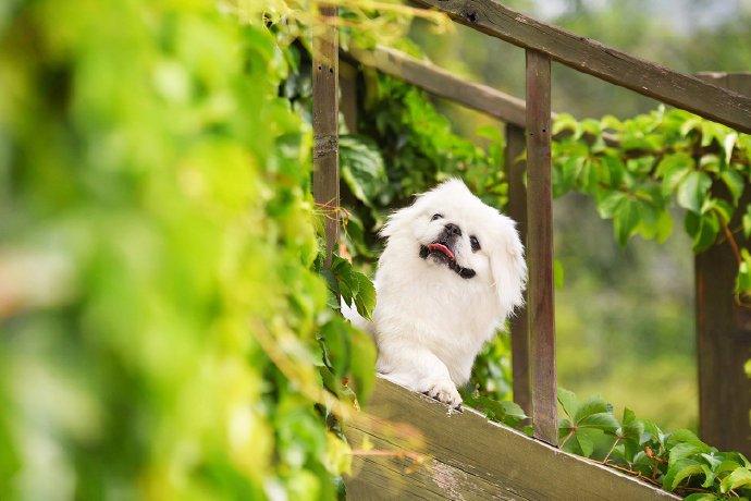 点击大图看下一张：一只超级可爱的白色小狗狗图片