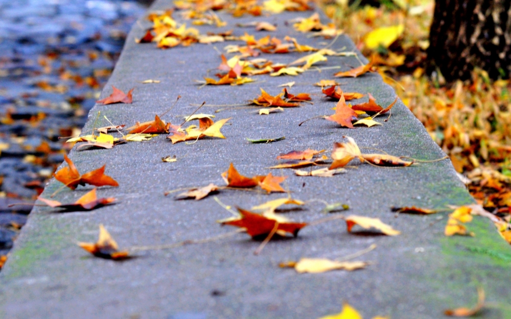点击大图看下一张：秋天来了唯美自然风景图片欣赏