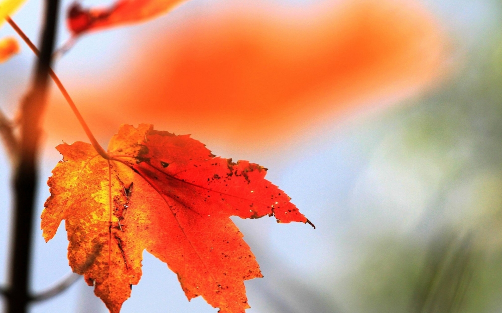 点击大图看下一张：秋天来了唯美自然风景图片欣赏