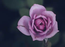 一组紫色美丽迷情的花朵图片