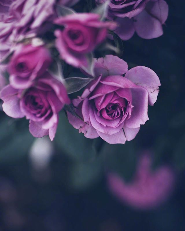 点击大图看下一张：一组紫色美丽迷情的花朵图片