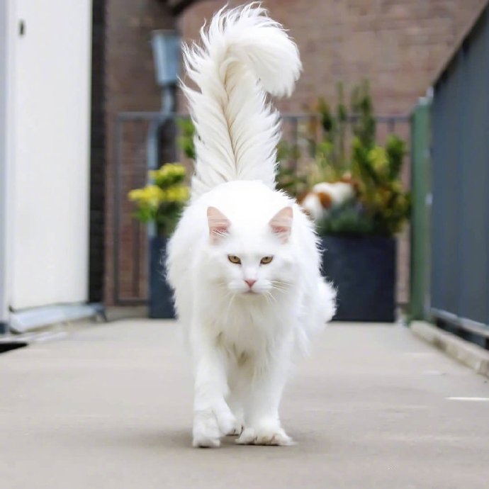 点击大图看下一张：一只超酷的白色缅因猫，眼神自带杀气