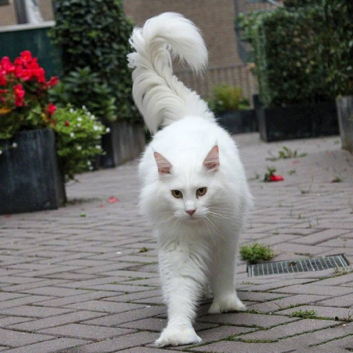 点击大图看下一张：一只超酷的白色缅因猫，眼神自带杀气