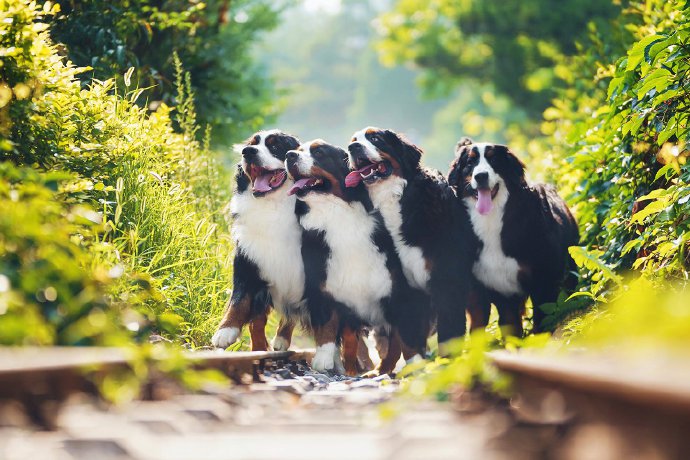 点击大图看下一张：一群可爱狗狗的拍摄图片欣赏