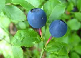 一组新鲜又可口的蓝莓图片欣赏
