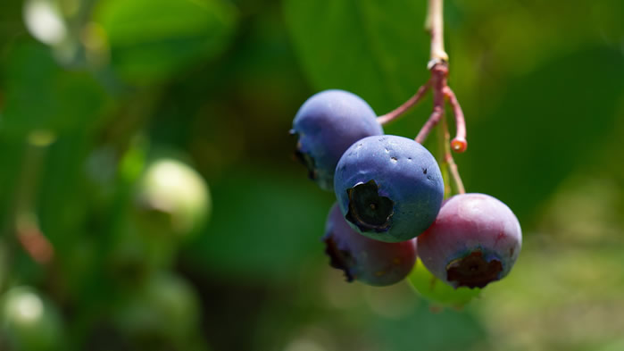 点击大图看下一张：一组新鲜又可口的蓝莓图片欣赏