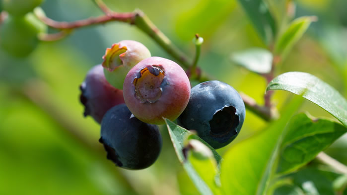 点击大图看下一张：一组新鲜又可口的蓝莓图片欣赏