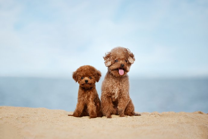 点击大图看下一张：一组超级可爱的泰迪狗狗图片欣赏