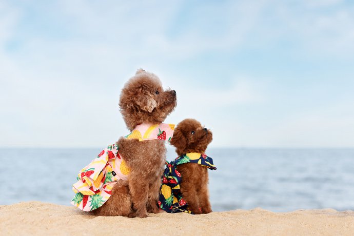 点击大图看下一张：一组超级可爱的泰迪狗狗图片欣赏