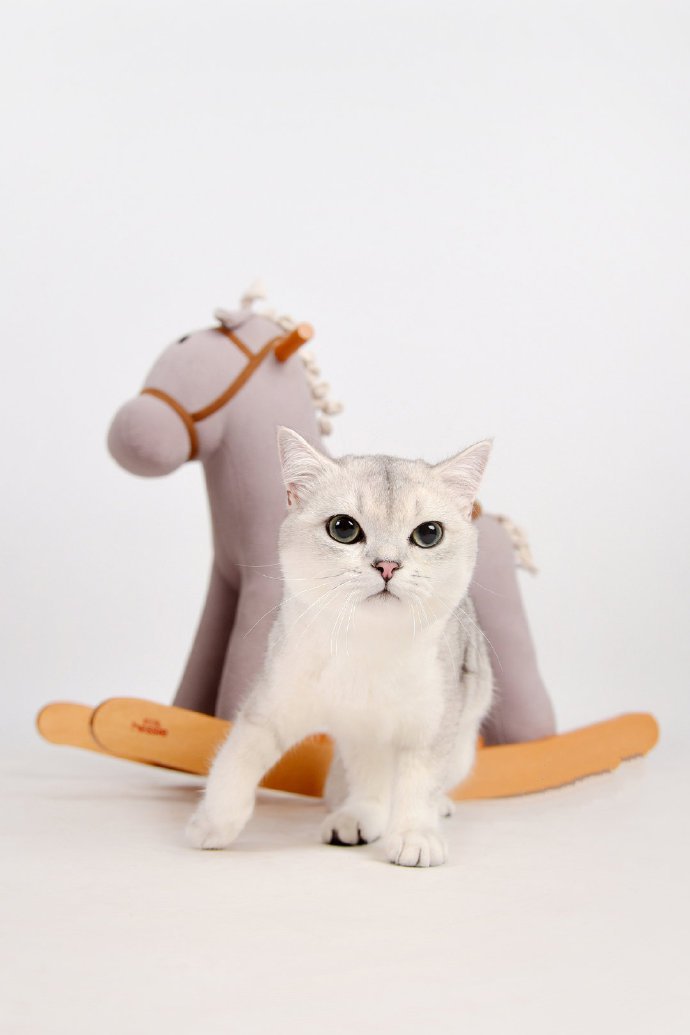 点击大图看下一张：一组超级可爱呆萌的小白猫图片