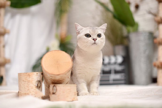 点击大图看下一张：一组超级可爱呆萌的小白猫图片