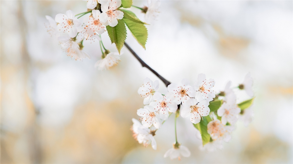 点击大图看下一张：一组美丽的白色樱花图片欣赏