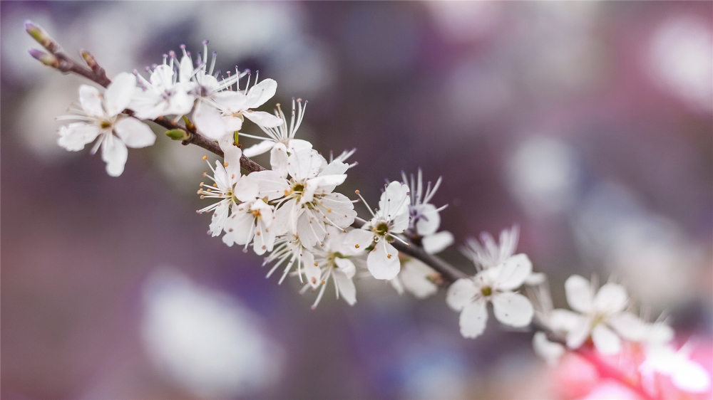 点击大图看下一张：一组美丽的白色樱花图片欣赏