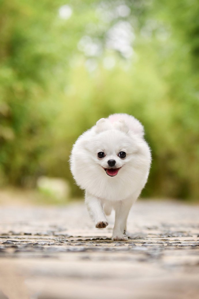 点击大图看下一张：笑起来怪妩媚的小宝贝狗狗图片