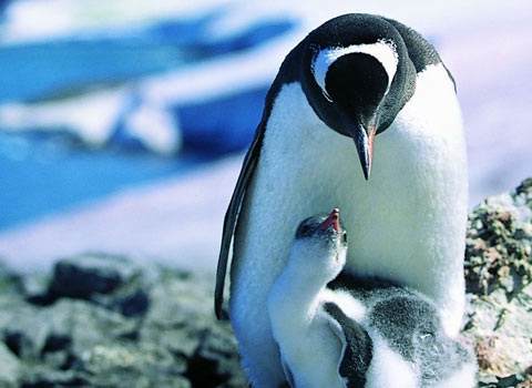 点击大图看下一张：一组萌萌哒的南极企鹅图片