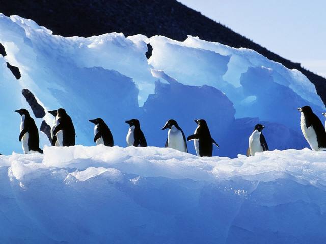 点击大图看下一张：一组萌萌哒的南极企鹅图片