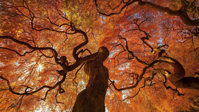 点击大图看下一张：清新唯美自然的树木图片欣赏