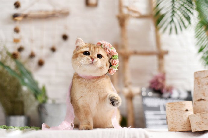 点击大图看下一张：一组乖巧甜美的小可爱猫猫图片