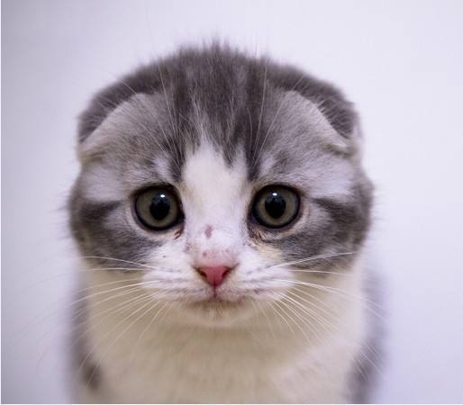 点击大图看下一张：可爱软萌的苏格兰折耳猫图片