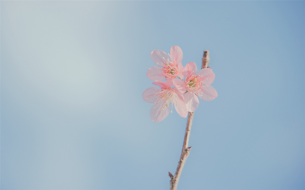 点击大图看下一张：漂亮微距花卉摄影高清图片欣赏