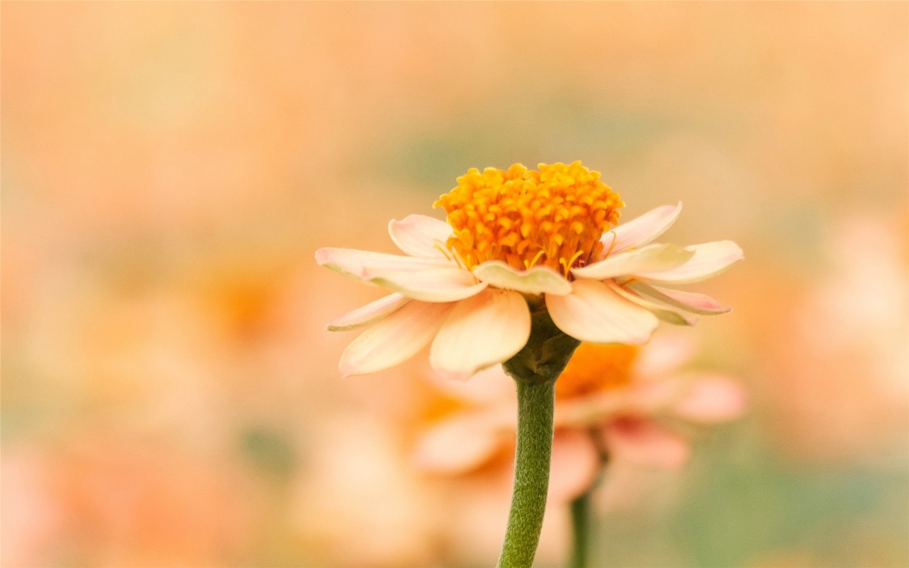 点击大图看下一张：漂亮微距花卉摄影高清图片欣赏