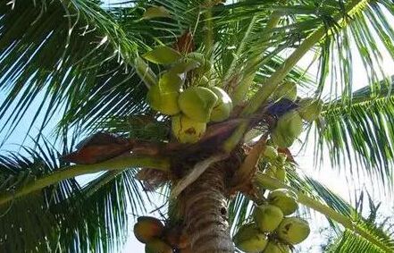 点击大图看下一张：一组清甜解渴的椰子图片
