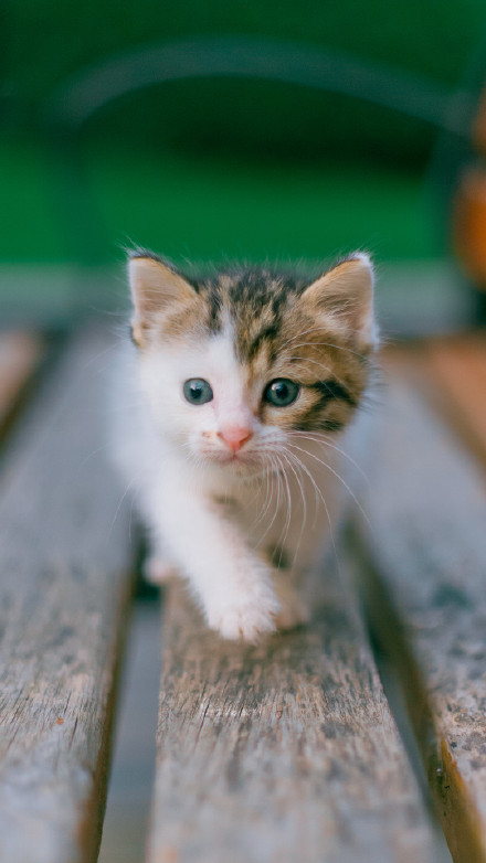 点击大图看下一张：活泼可爱的小猫咪图片