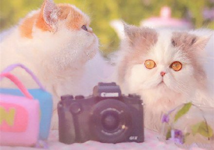 点击大图看下一张：一组可爱软萌猫咪图片