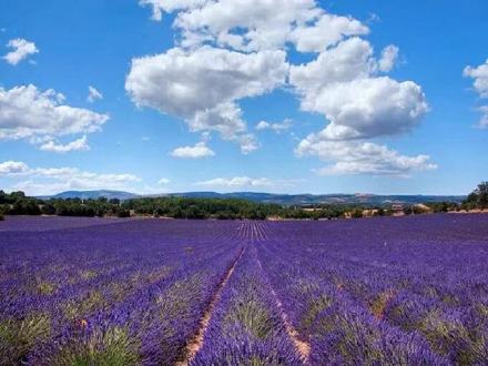 点击大图看下一张：普罗旺斯,法国东南部薰衣草之乡的花海图片