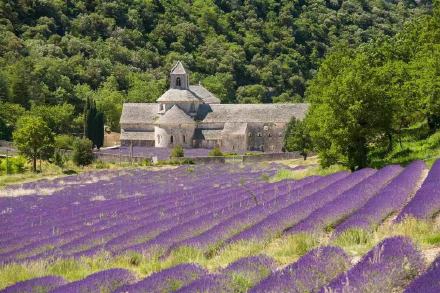 点击大图看下一张：普罗旺斯,法国东南部薰衣草之乡的花海图片