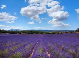 普罗旺斯,法国东南部薰衣草之乡的花海图片