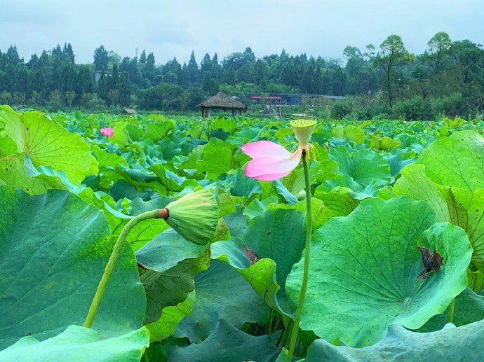 点击大图看下一张:此花此叶常相映,翠减红衰愁煞人