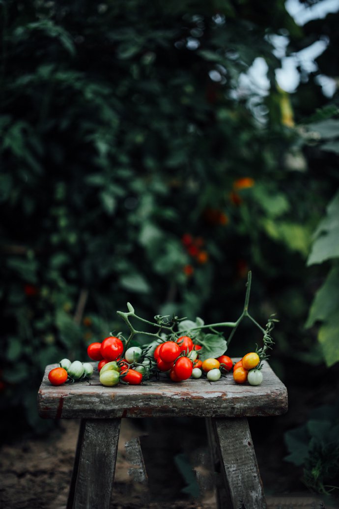 点击大图看下一张：一组美美的小番茄图片欣赏
