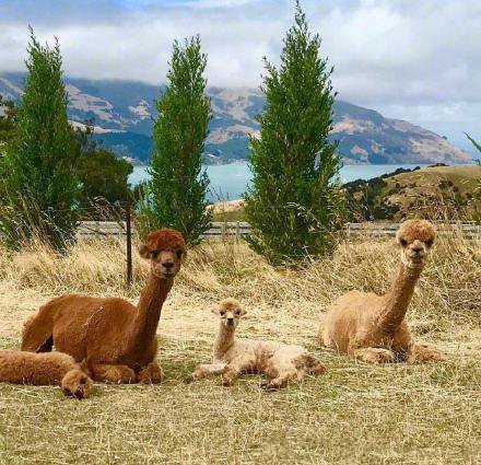 点击大图看下一张：温馨有爱的新西兰莎玛拉羊驼图片