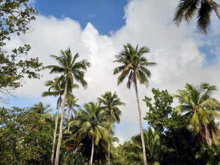 点击大图看下一张：文昌东郊椰林风景实拍图片